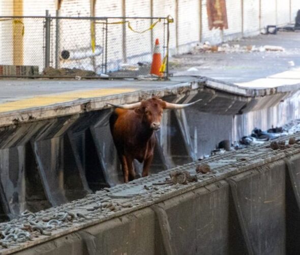 A bull on the tracks at Newark Penn Station in New Jersey Thursday morning