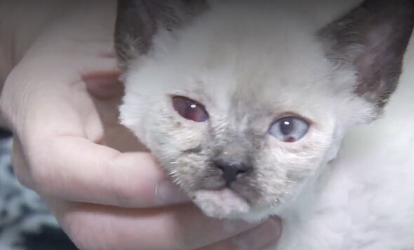 A cat with bruised eyes that was found stuffed in a sandwich box in a car in Utah