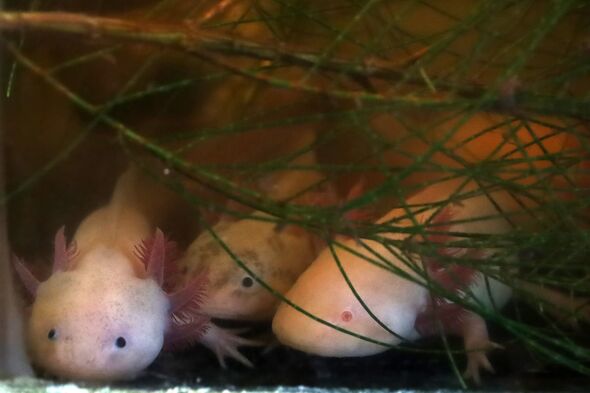 Ajoloton Conservation Project To Preserve Axolotl Species, Mexico