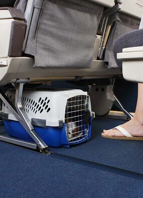 Dog denied boarding flight pet carrier size
