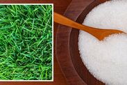 how to grow grass lawn protection epsom salt 