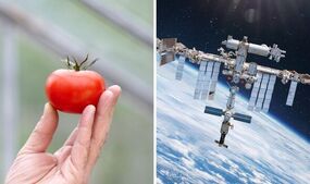 nasa astronauts missing tomato 