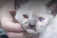 kitten tests positive for crystal meth beaten up utah