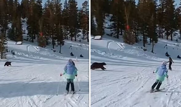 Skiers were on the slope when the bear emerged