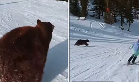 The bear sprinted across the slope